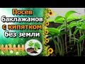 🍆РЕЗУЛЬТАТ посева баклажанов в кипяток без земли. СУПЕР СПОСОБ!