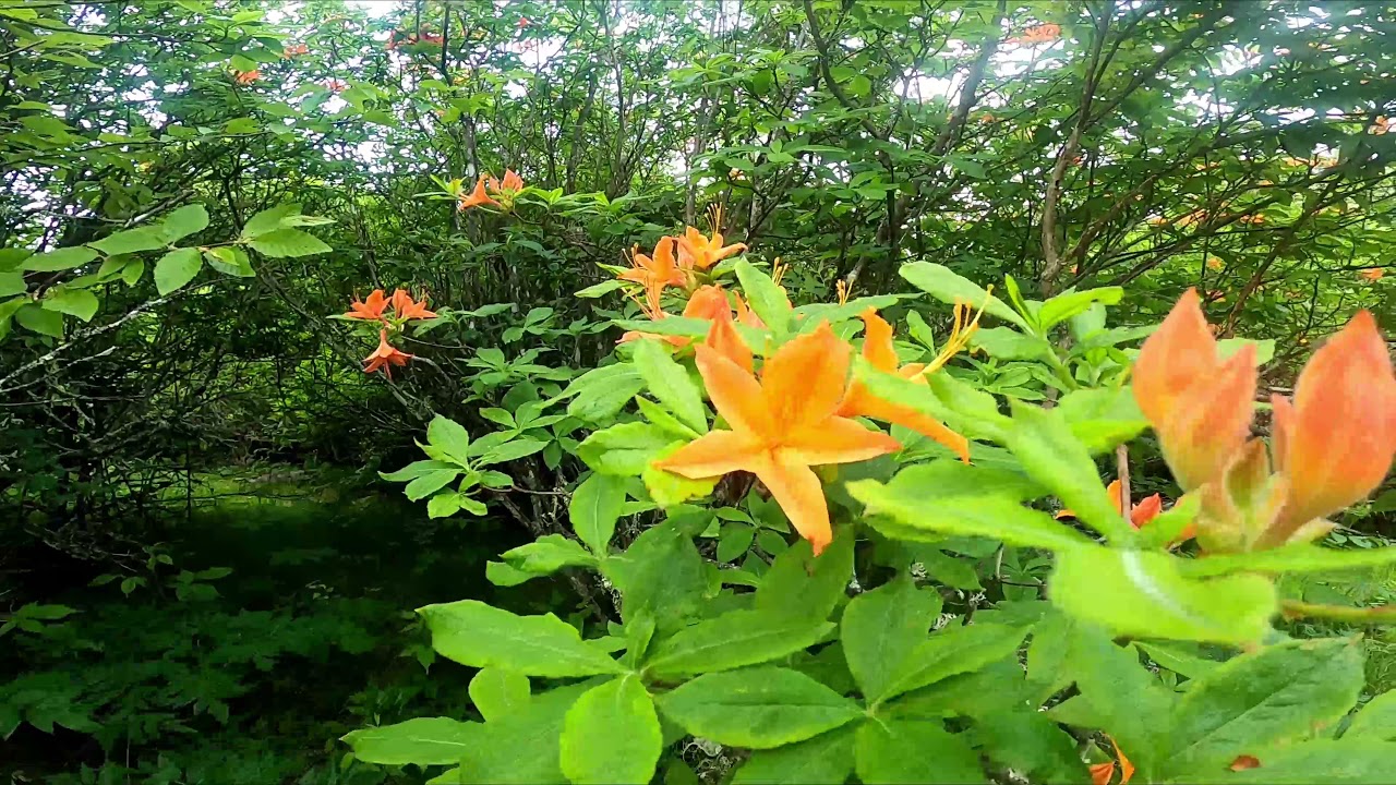 Forney Ridge Spring House Forney Creek Loop in The Great Smoky Mountain