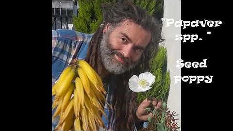 Natural products collected, dried and preserved during 2019-20: #herbs