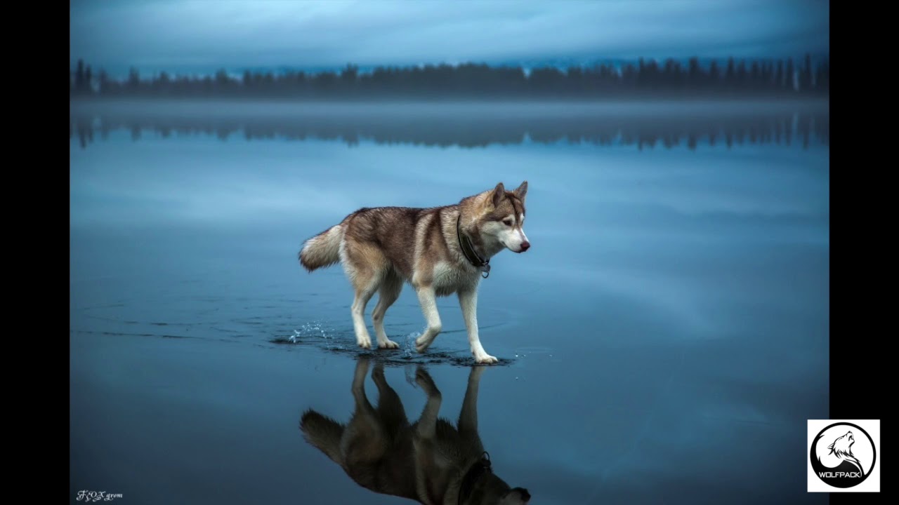 benny blanco, Halsey & Khalid – Eastside [Wolf Pack Remix]