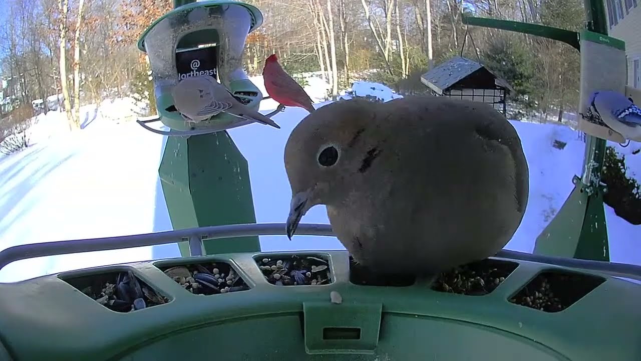 Super Triple Feeder in Frozen Snowy New England! Keeping our feathered friends fed so they keep warm