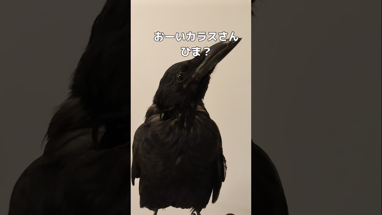 Crow プロフ必読 Crow プロフ必読 crow⚡ (@no960fps) / Posts / X
