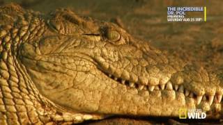 national geographic how big can it get croczilla hdtv