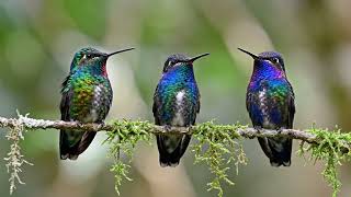 Jungle Bird Sounds 4K | Ultimate Relaxation and Study Background-0ecb3dc6