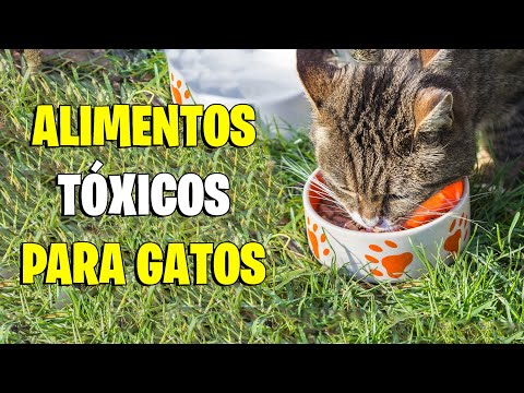 Vídeo: Alimentos Secos Para Gatos Mealfeel: Revisão, Alcance, Composição, Prós E Contras, Comentários De Veterinários E Proprietários