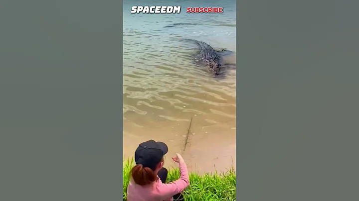 THIS WOMAN HELPED A CROCODILE FROM CATCHING A SHARK