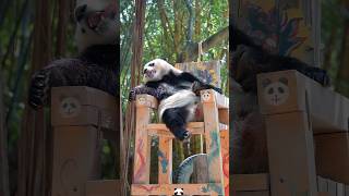The Pandas Leisurely Life