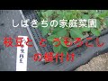家庭菜園 枝豆 と とうもろこしの植付け 2021年05月05日