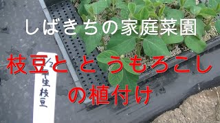 家庭菜園 枝豆 と とうもろこしの植付け 2021年05月05日