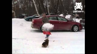 Adorable Dog Does Backflips In Snow