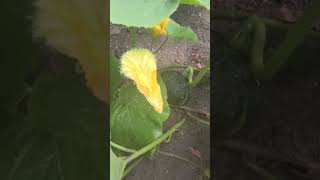may bunga na ang aming squash 🥰