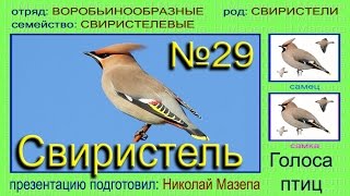 Свиристель. Голоса птиц Свиристель. Голоса птиц