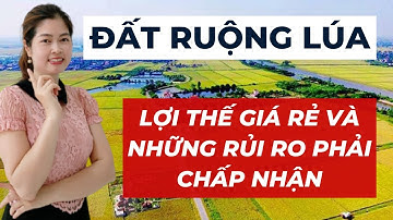Đầu Tư Đất Ruộng Lúa Giá Rẻ Lợi Nhuận Cao Sẽ Chấp Nhận Những Rủi Ro Gì ? I VŨ THANH VÂN OFFICIAL