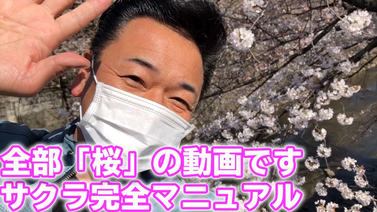 さくら完全マニュアルを桜並木を散歩しながらお届けします 昭和 の 演歌 歌手 北川大介 の だいちゃんねる Youtube