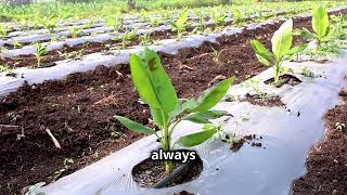 Banana Planting Farm to Grow Tons of Bananas!