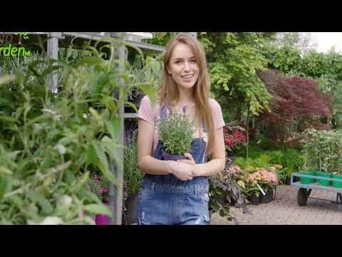 Video: 3 formas de mejorar su salud mediante la jardinería