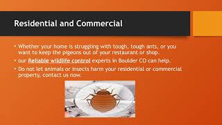 Best Pest Control Companies Boulder CO