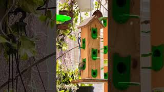 🫶🐧😎☺️#birdslovers#birdshome#birdsfamily#birdsdaily#birdsshortvideo#birdsandwatersounds#birds