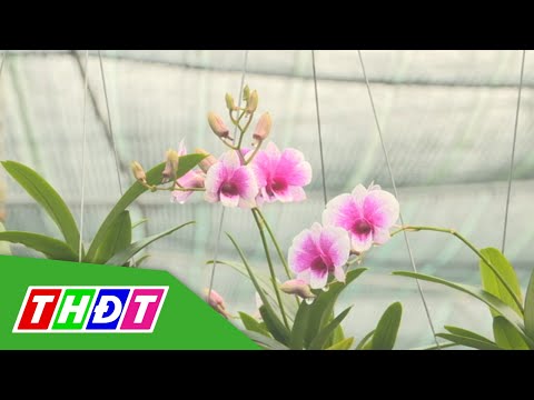 Video Trồng hoa, cây kiểng - Nghề tiền tỷ của nông dân... - youtube