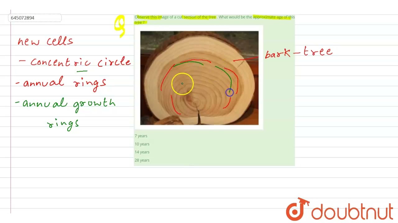 Tree Rings Are Counted To Determine The Age Of A Tree Stock Photo, Picture  and Royalty Free Image. Image 16023282.