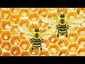 🐝Вентиляция наоборот .Интересные факты .Interesting Facts