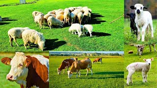 Kuzu Sesi,Koyun Sesi Meee,Kuzu Mee,Simental Inek,Inek Sesi,Komik Koyunlar