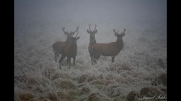 Case study: Rewilding with Randal Plunkett