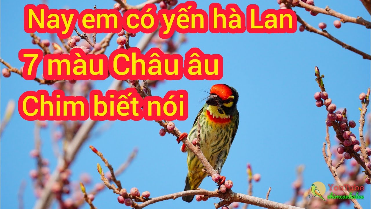 11/02/2026 Nay em về thêm chim yến phụng hà Lan, 7 màu châu Âu, manh nhật, các loại chim nói
