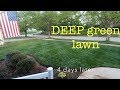 Get your yard ready for guests | DEEP green in days