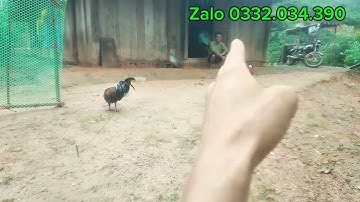 Xav Muag 2 tug qaib dib rau nej kwv tij tau npaj dib rau lwm xyoo nawb 