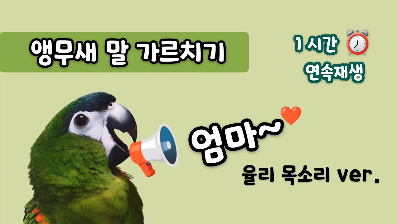 엄마♥ 앵무새 말 가르치기 1시간 연속 재생 