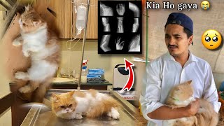 Pray For My Cat Haddi Tut Gai He | Hum Or Parindey | Pets Vlog