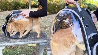 My Cat Tried the Viral Cooling Backpack — You Won’t Believe His Reaction! 🐱💨
