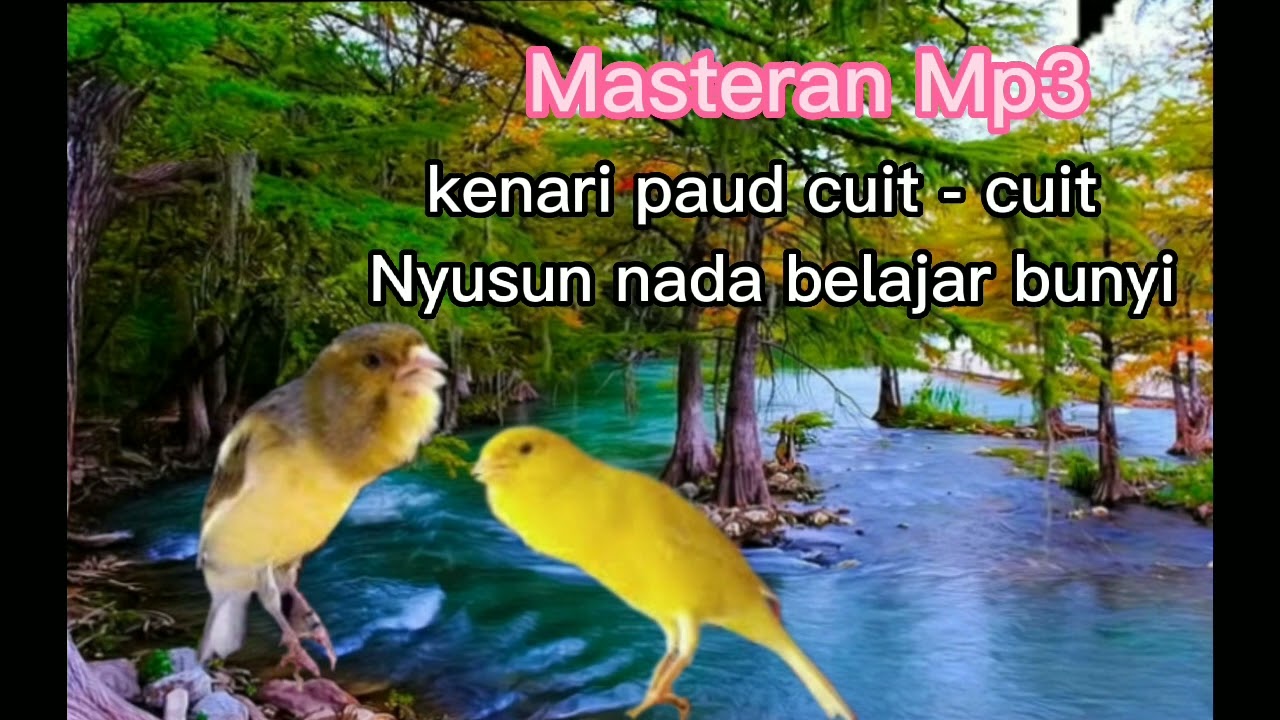 suara materan mp3 kenari bahan cocok untuk semua paud belajar bunyi