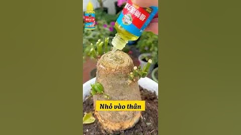 Dưỡng Chất Tái Sinh Cây, Hồi Sinh Cây Yếu Cấp Tốc Chỉ Với Vài Giọt - CÂY BẬT RỄ TUA TỦA