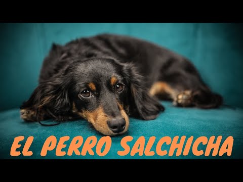 Video: ¿Cuánto perro salchicha de pelo largo?