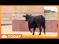 Video: Cow Gets Loose at University of Illinois and Tours Campus