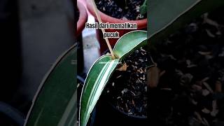 Robusta Mother Plants Created By Pinching The Tips sansevieria snakeplantllp short