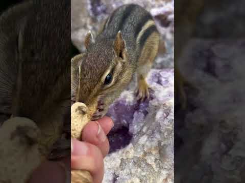 Cute chipmunk #viral #chipmunk#shorts