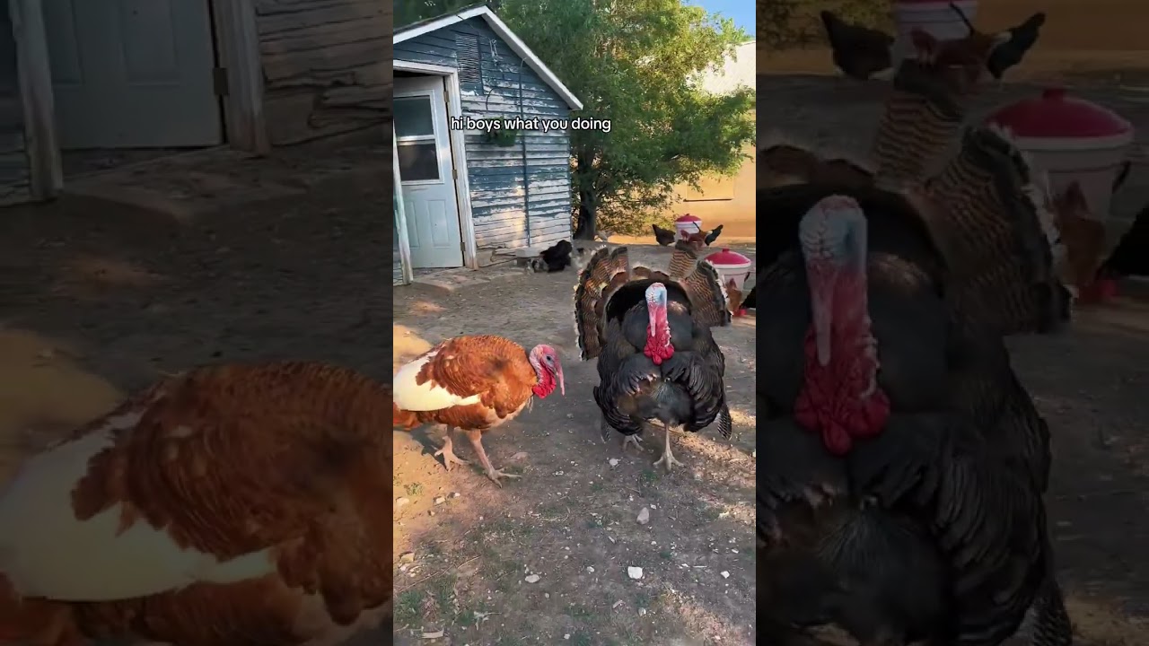 Cochins are my most favorite mama hens ❤️ Enjoy the little fuzzy britches! 