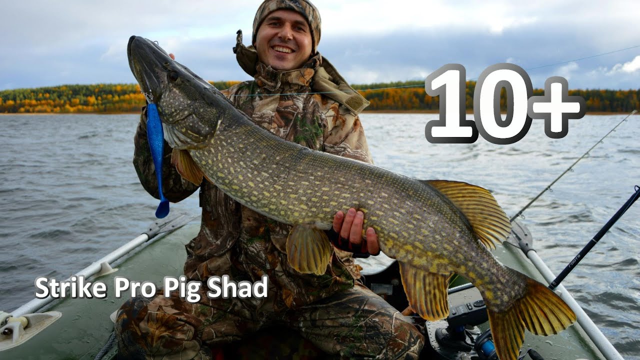 Щука 10200 на Strike Pro Pig Shad. 10+ kilo pike on Strike Pro Pig Shad. Монстр