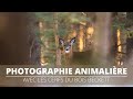 Photographie Animalière - Avec Les Cerfs Du Bois Beckett