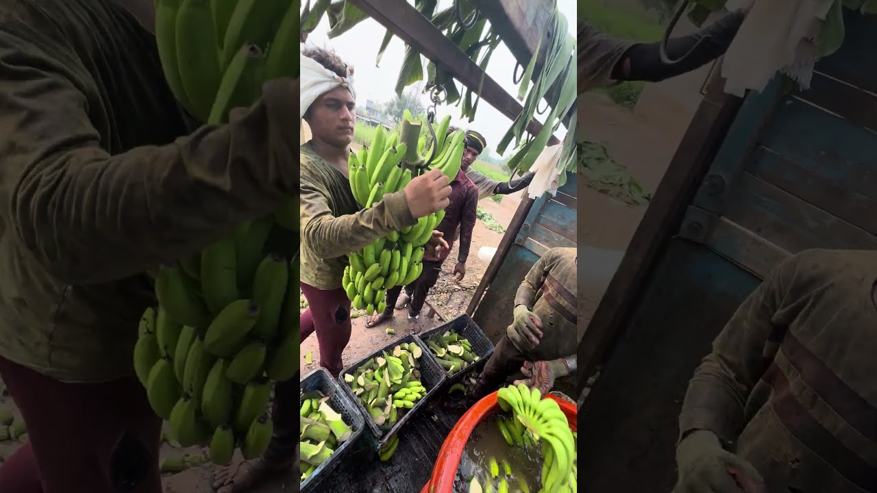 Faster Banana Cutting skill 