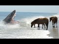 Most Unexpected Animals Encounters Caught on Camera