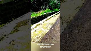 Virtual Walking Pakai HP Doang 📱 Tapi Suasananya Bikin Nagih 😌