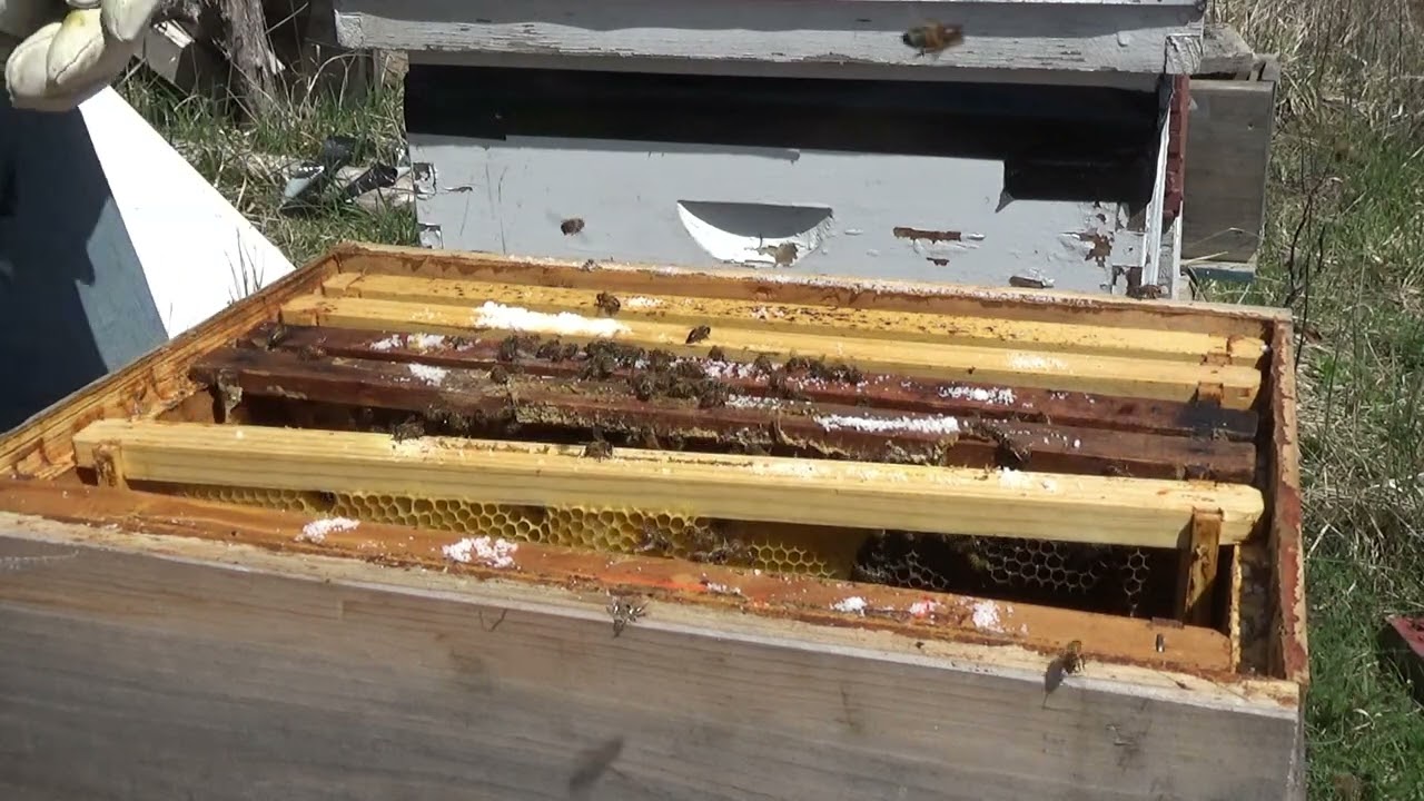 Hive update on 2021 swarm capture