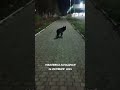 Потерялась собака.Макеевка #макеевка #животное #видео #2025 #помощь #сегодня #shorts