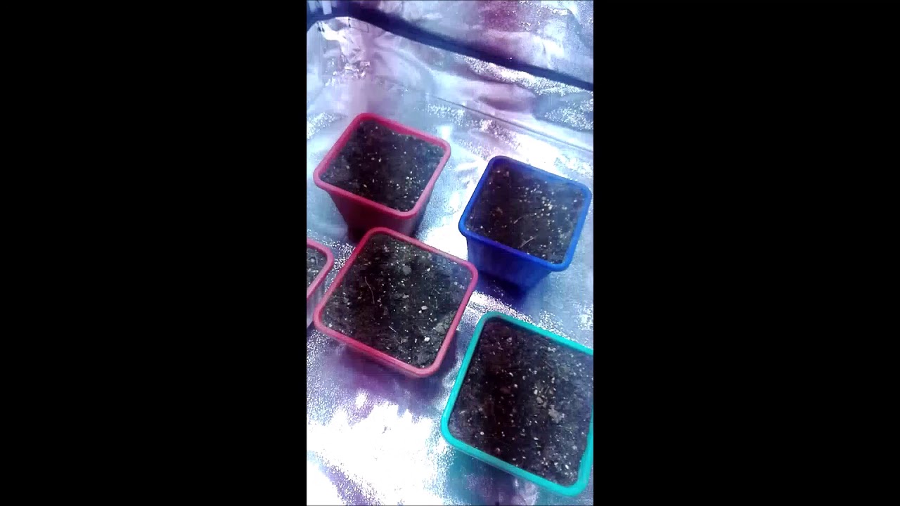 Seguimiento NL5 Haze Mist, Vip Haze, Sour Diesel y Auto Critical En Método Scrog