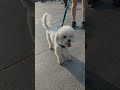 Ari is perfect! He is a good dancer! #puppy