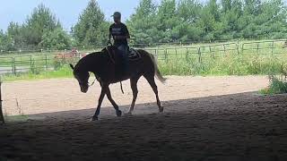 ARHA Horse Registration (Annie) Update